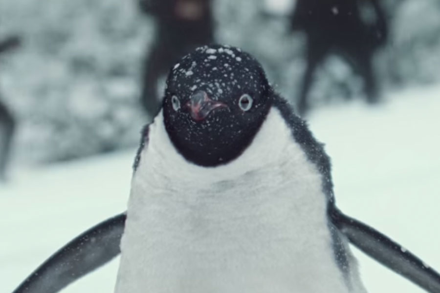 #MontyThePenguin