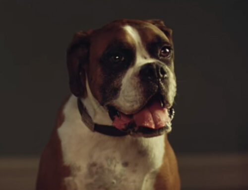 John Lewis Christmas Advert 2016 – #BusterTheBoxer