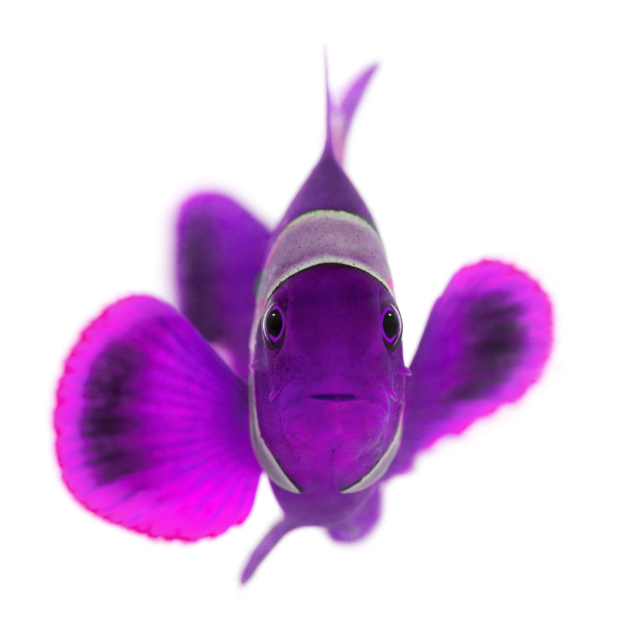 debbies-purple-clown-fish Debbie Burbage Purple Clown Fish